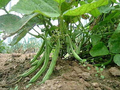 Common Green Beans Growing In This Photo