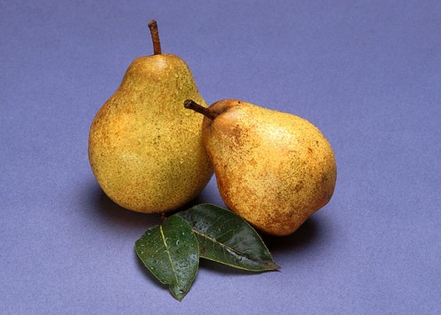 Harvest Gold Pears
