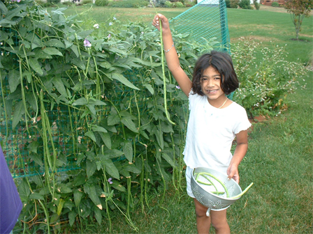 There in the photo you can see the little girl is picking yard long pole beans. When the pole beans are a yard long you don't need many to fill the crock pot.