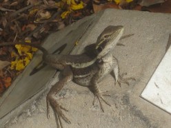 http://s1.hubimg.com/u/6197280_f248.jpg