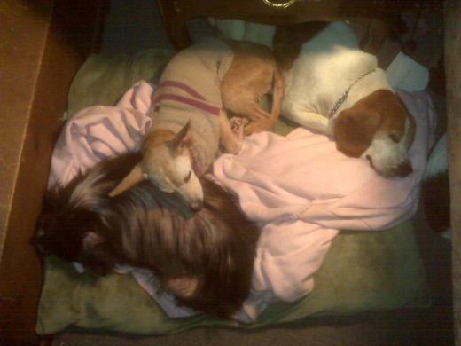 3 unwanted ones! Sally, Esmeralda & 'Beagles' aka Zora.