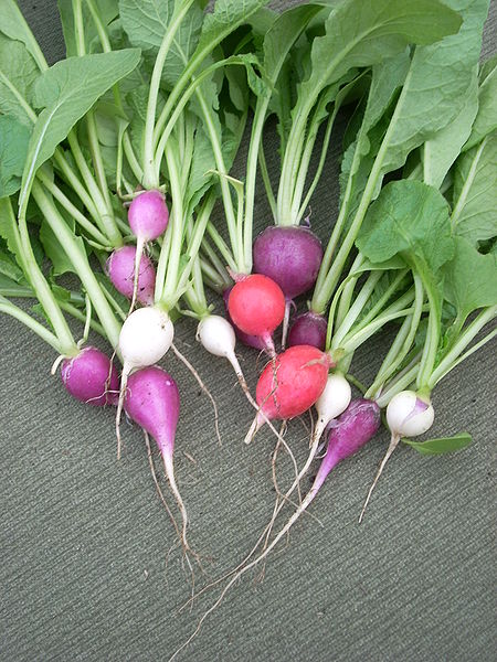 You will find that there is a wide variety of radishes.
