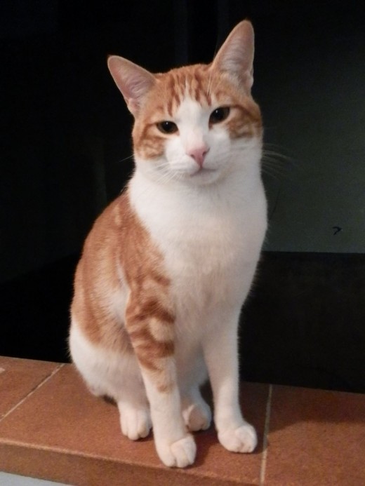 Toreador, cat most handsome