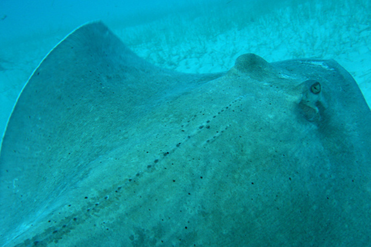 Facts and Myths About Stingrays in the Great Barrier Reef and the Legendary Steve Irwin
