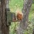 One of the red squirrels which can be spotted on the Balmoral Estate.