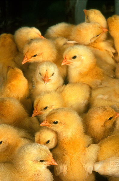 Chicks - “Boys, I may not know much, but I know chicken shit from chicken salad.” ~ President Lyndon B. Johnson ~