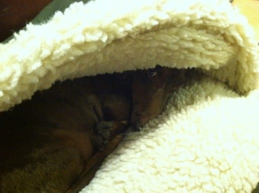 Dachshunds love to burrow, and Sebastian loves his cave bed.