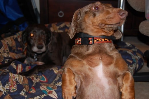 Actually, we highly discourage this posture, because doxies have bad backs, and it's not good for them.