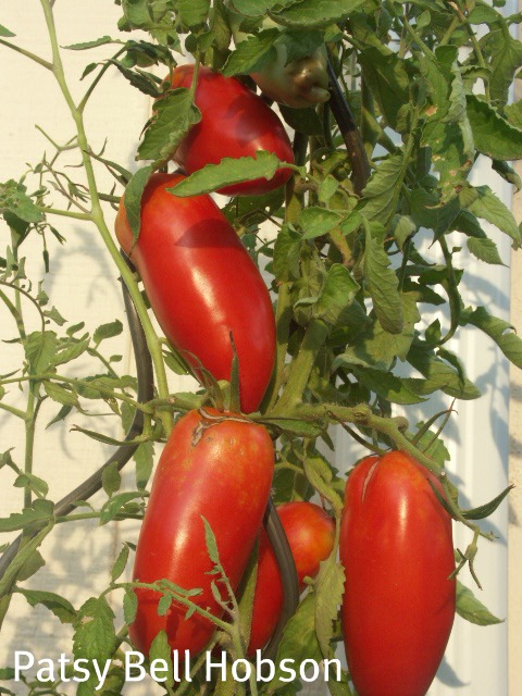 "Roma" type sauce tomatoes for your favorite Italian dishes.