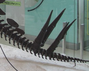 Close up of the Thagomizer at The American Museum Of Natural History in New York City