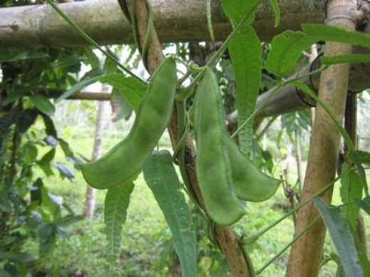 Vegetables On Philippine Folk Song "Bahay Kubo" (Nipa Hut) | HubPages