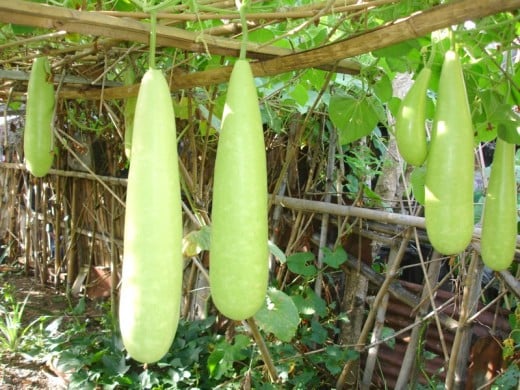 Vegetables On Philippine Folk Song 