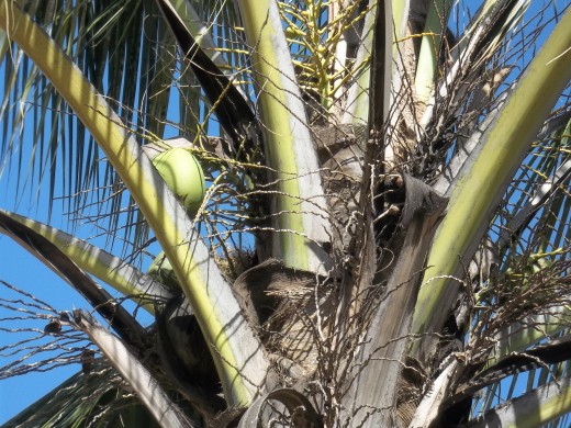 A coconut palm fruit in Kisumu