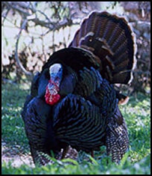 Wild Turkey Species Native to North America [photos ...