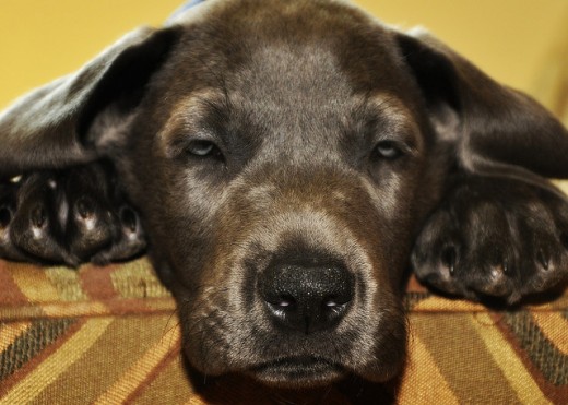 8 1/2 week old blue female great dane puppy, named Villa.