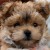 A Cute Morkie puppy named Buddy
