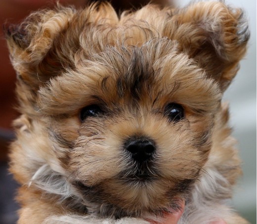 A Cute Morkie puppy named Buddy