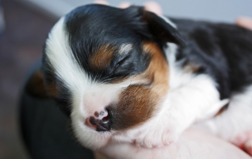 King Charles Cavalier Puppy 