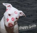 Cute Puppy Pictures ~ National Puppy Day ~ Puppy Love ~ Things to Consider When Getting a Puppy