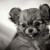 Chihuahua Puppy