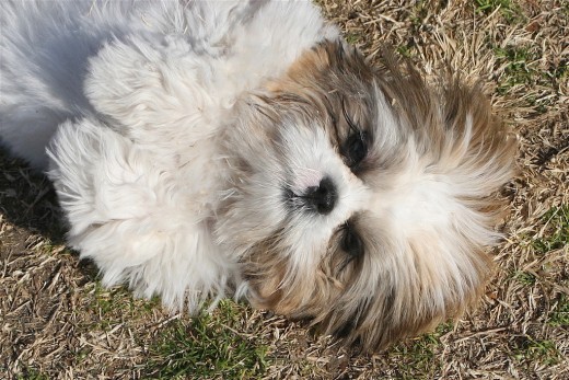 Lotsa Lhasa Cuteness