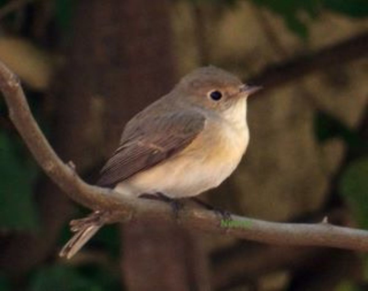 Red Throated Flycatcher