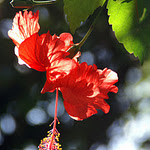 HubPages profile picture for @mutiara