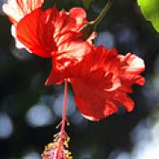 mutiara profile image