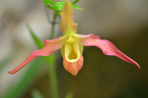 Pretty Pink and Yellow Colored Orchid