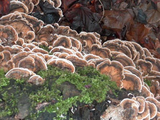 Turkeytail Fungus
