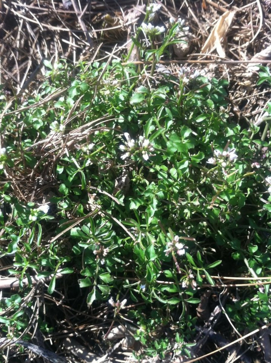 One of several patches of Chickweed growing in my yard.