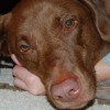 Ellydog10151 profile image