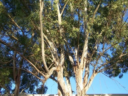 Eucalypts were brought from Australia and planted in swamp areas in Israel for drainage of soil.