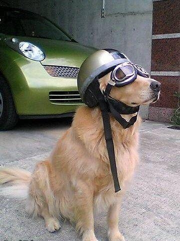Pretty fly, but no dice.