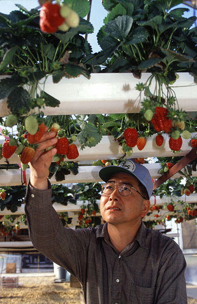 Hydroponic Strawberry 