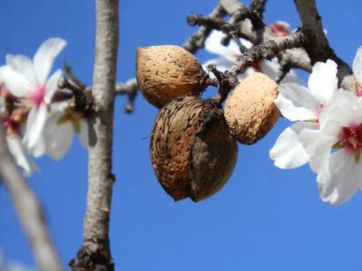ripe almonds on tree