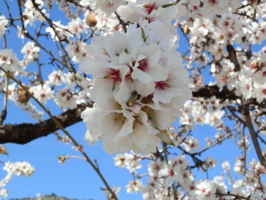 beautiful sweet almond blossom
