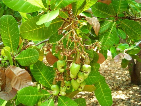 Fruits. It will give us a great pleasure if in the end we manage to get the outcomes of all efforts that we have done in growing some plants.