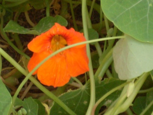 lovely orange nasturtium flower