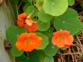Want to Brighten up Your Garden? Grow Nasturtiums