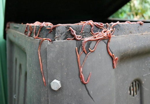 A collection of Eisenia Fetida and their bin.