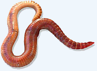 A healthy red wiggler, also known as a tiger worm or red worm
