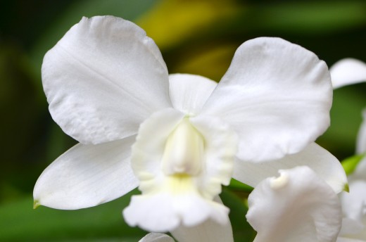White Orchid Flower