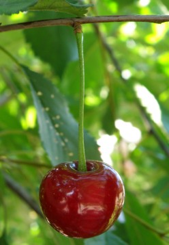 Cherry juice benefits - the tart cherry