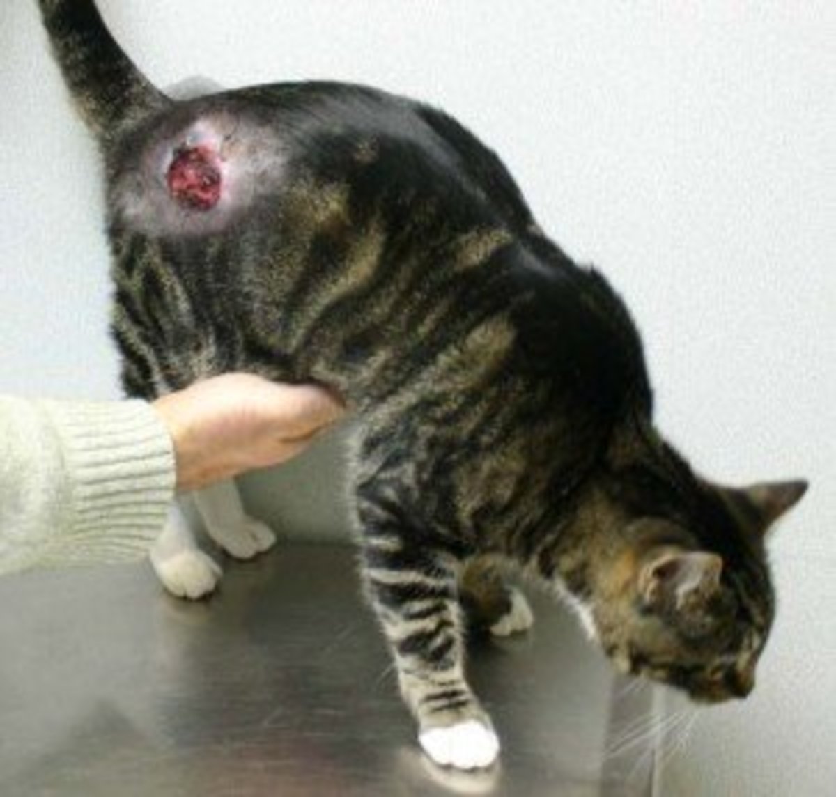 Cats Neck Muscle Tumor 63