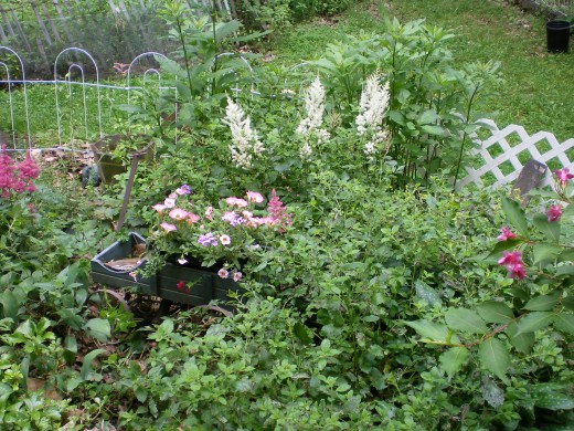 Astilbes, Petunias and Lemon Balm