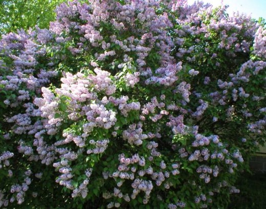 Lovely Lavender Lilacs