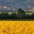 Fields of rape & horseback riding in Herrenberg - Gultstein area. Fields of rape & horseback riding in Herrenberg - Gultstein area.