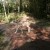 Look out, an okapi crosses the road Look out, an okapi crosses the road