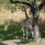 A young giraffe eating breakfast while somewhat hiding behind the trunk of the tree. A young giraffe eating breakfast while somewhat hiding behind the trunk of the tree.